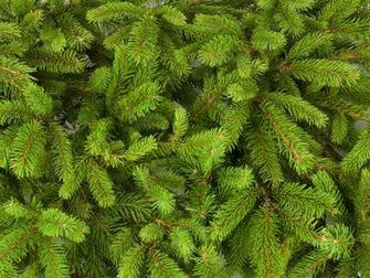 Pine Tree Forest Wallpaper Ing Gallery