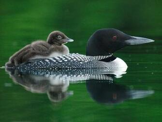 Loons HD Wallpaper Desktop Image