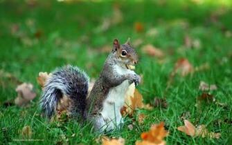 Squirrels HD Wallpaper