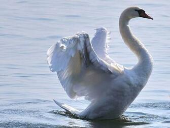 Explore The Collection Birds Swans Mute Swan