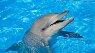 Wallpaper Dolphin Water Swim Head Full HD 1080p