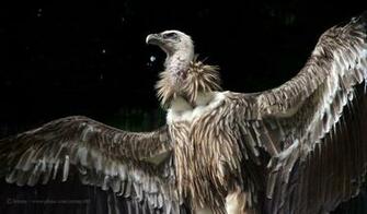 Vulture Wallpaper