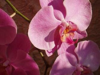 Pink Orchid