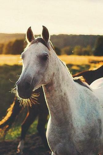 Ios7 All The Wild Horses Parallax iPhone Wallpaper