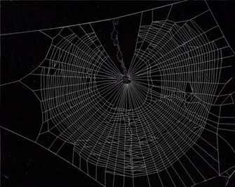Spider Web Wallpaper