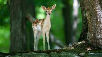 Fawn Wallpaper