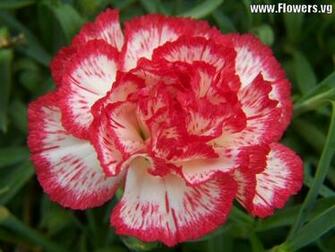 Carnation Wallpaper Whitered