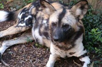 African Wild Dog Wallpaper Background