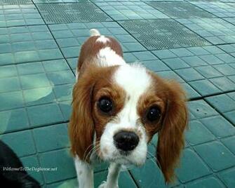 Cavalier King Charles Spaniels Spaniel