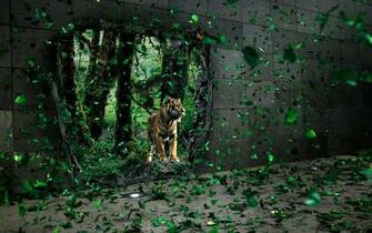 High Resolution Fierce Animal Wallpaper HD