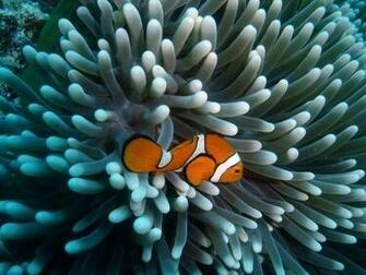 Top World Pic
