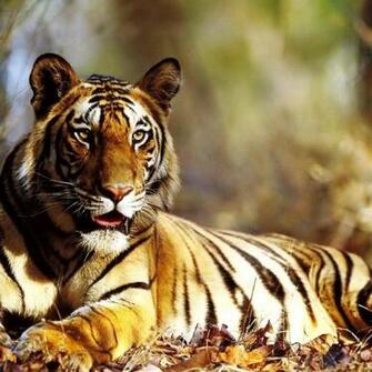 Tiger Wallpaper For iPad Mini