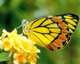 Favorite Thing That S Yellow