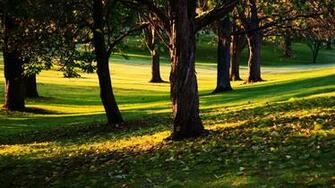 X Wallpaper Wallpapertagnet Trees