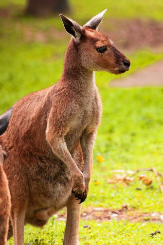 Kangaroo Wallpaper Discover More African Animal Australia Grey