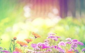 Springtime Background Wallpaper Baltana