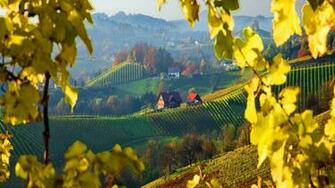 Vineyard Wallpaper HD Pw
