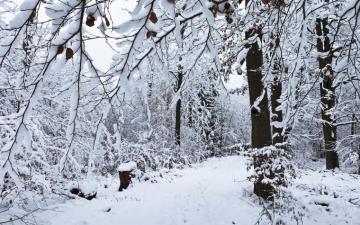 Snowy Day In The Forest Wallpaper