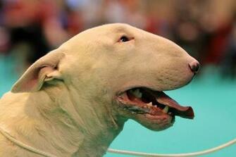 Ugly Dog Pictures Desktop Background