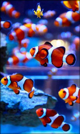 Aquarium Live Wallpaper App For Android