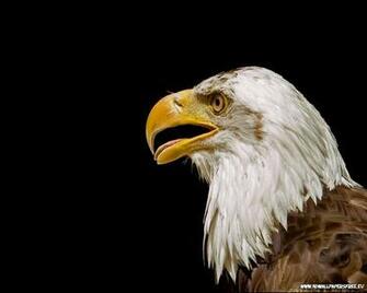 Wallpaper Eagle Desktop