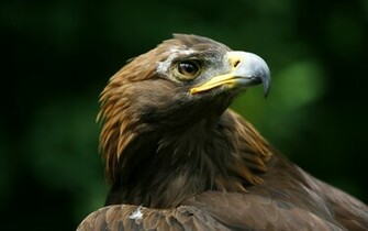 Bird Of Prey Desktop Wallpaper HD Background Jpg