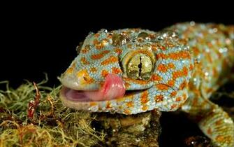 Explore The Collection Reptiles Lizards Lizard