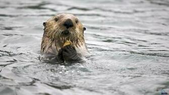 Sea Otters Wallpaper Image
