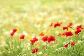 HD Wallpaper Flowers Poppies Bokeh Meadow Summer Nature