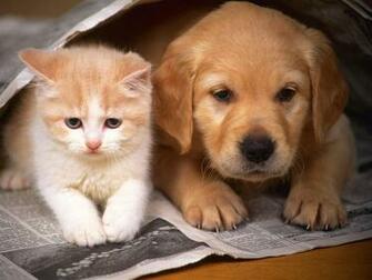 Best HD Cat And Dog Wallpaper