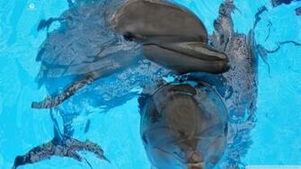 Dolphin Wallpaper HD Background