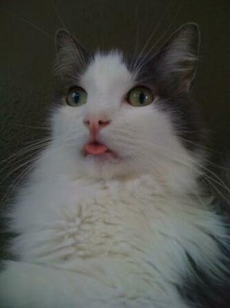 Funny Pictures Photos Derpy Cat Cats Cute