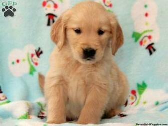 Golden Retriever Puppies Wallpaper HD Desktop Background