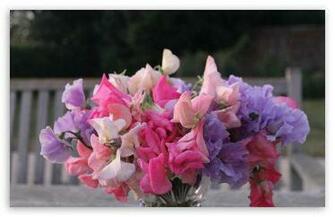 Wallpaper Sports Sweet Peas Background