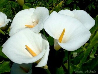Best White Flower Wallpaper Nature