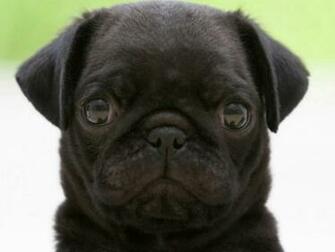 Wallpaper Black Pug HD Background Desktop