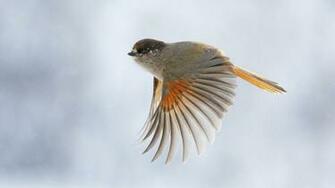 Bird Flying Wallpaper