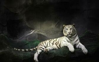 3d New Background Net