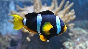 Clarkii Clownfish Fish HD Desktop Wallpaper