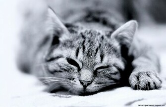 Cat Black And White Desktop Mobile Wallpaper Wallippo