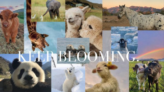 Aesthetic Cute Animal Wallpaper For Laptop And Mac In