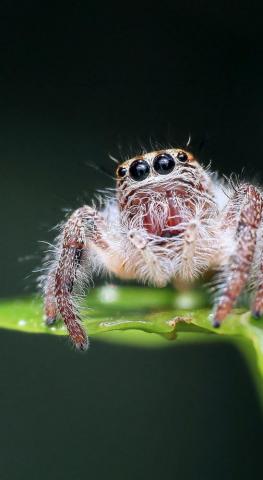 Jumping Spider Insect Lucas The Pet