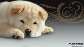 Chow Africa Desktop Mobile Wallpaper