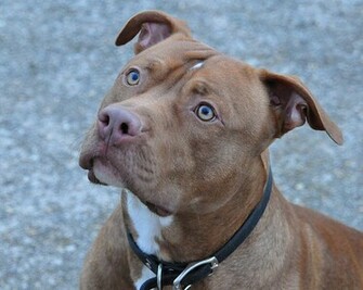 Red Nose Pitbull Photo Sharing