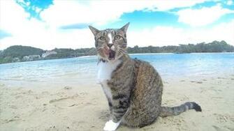 Funny Videos Of Dogs And Cats Image Crazy Gallery