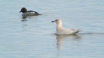 File Iceland Gull Carlyle Lake Illinois Jpg