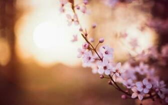 Sakura Flower Focus Cherry Motion Blur Bokeh HD