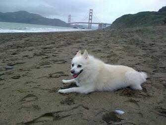 Dog On The Beach Photo And Wallpaper Beautiful American Eskimo