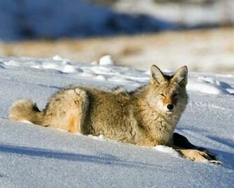 Coyote Wallpaper