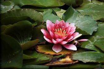 Lotus Flower HD Wallpaper High Definition iPhone